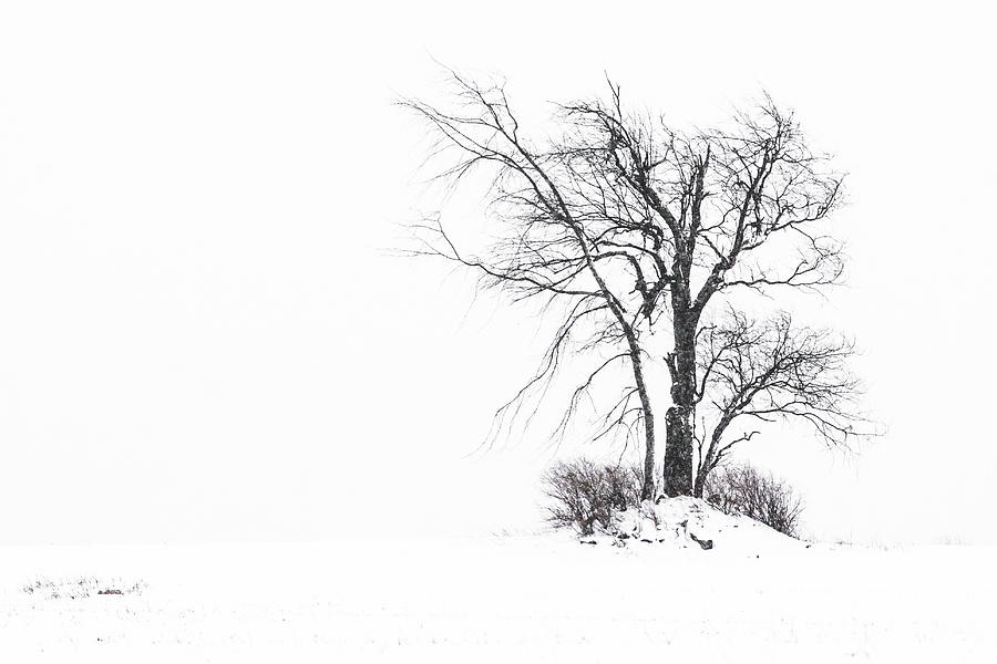 Holland Glenwood Tree Photograph by Don Nieman
