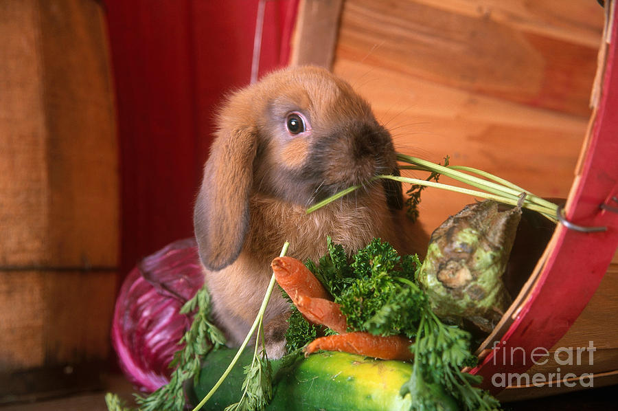 Holland Lop Rabbit Eating Vegetables #1 Photograph by Alan and Sandy Carey