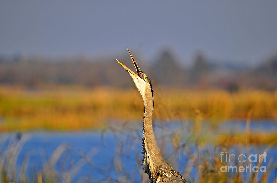 Hollering Heron Photograph by Al Powell Photography USA
