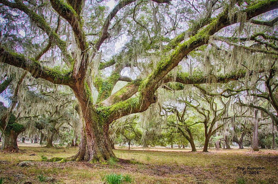 Hollings Plantation Live Oaks Photograph by Peg Runyan | Fine Art America