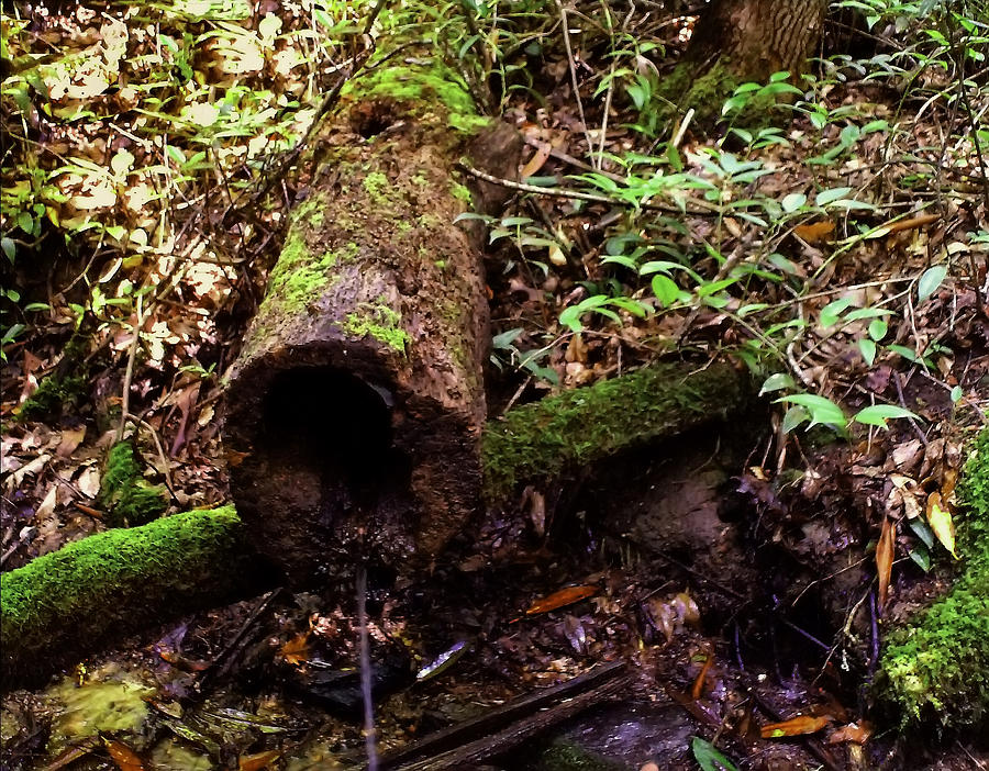 Nature Photograph - Hollow Log by Flees Photos