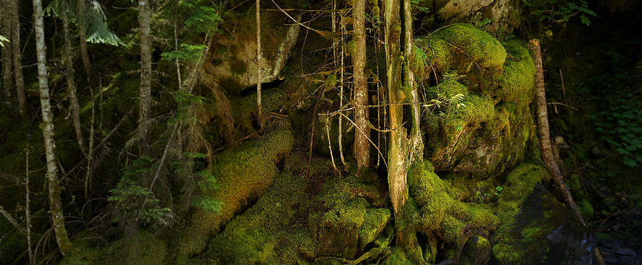 Hollow Tree Photograph by Robert Bissett