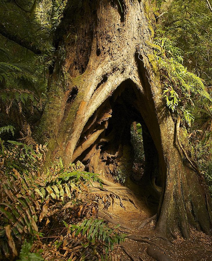 Nature Photograph - Hollow Tree by Stuart Litoff