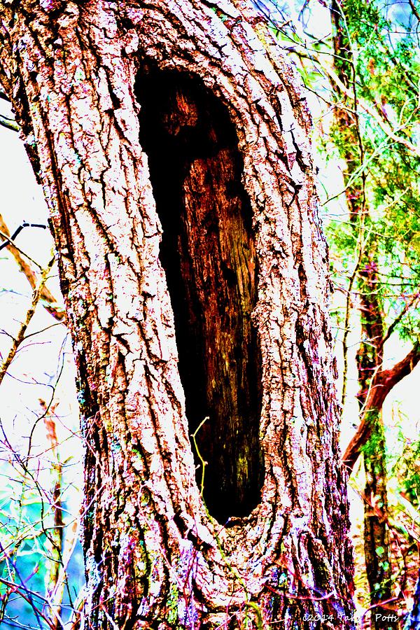 Hollow Tree Photograph by Tara Potts