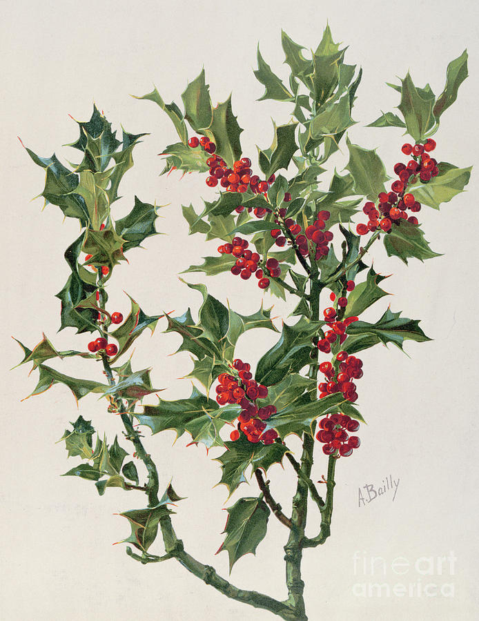 Christmas Painting - Holly by Alice Bailly