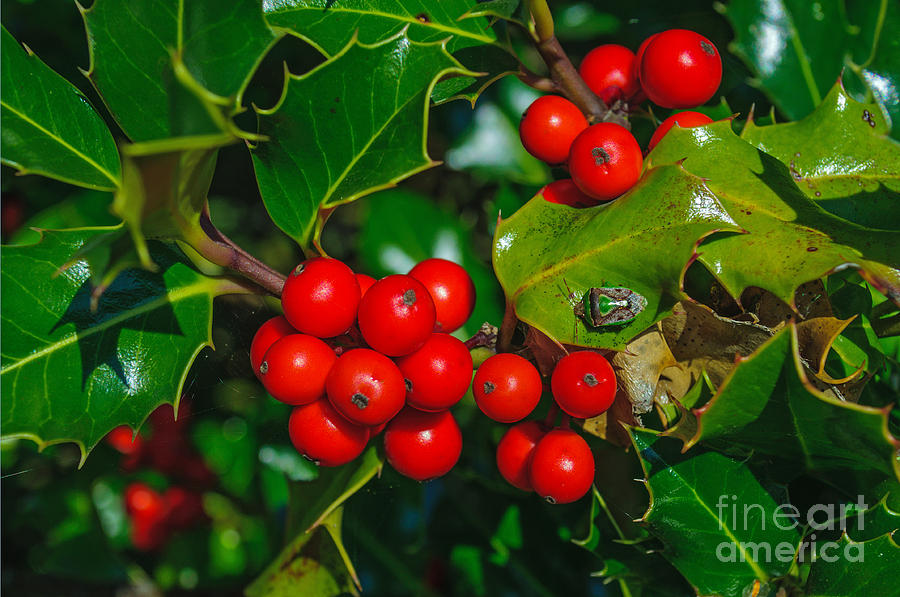 Holly and Berries Photograph by Tikvahs Hope