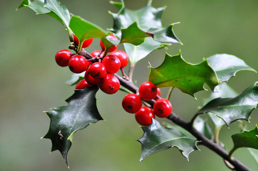 Holly Berries Photograph by Bill Cannon - Fine Art America