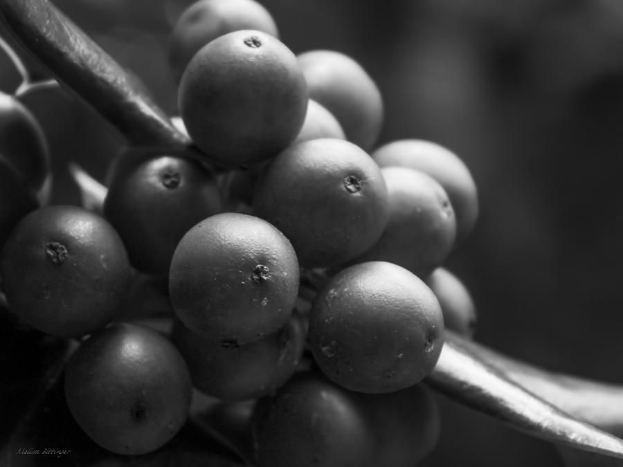 Holly Berries BW Photograph by Melissa Bittinger