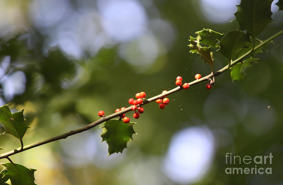 Holly Berries  Photograph by Christiane Schulze Art And Photography