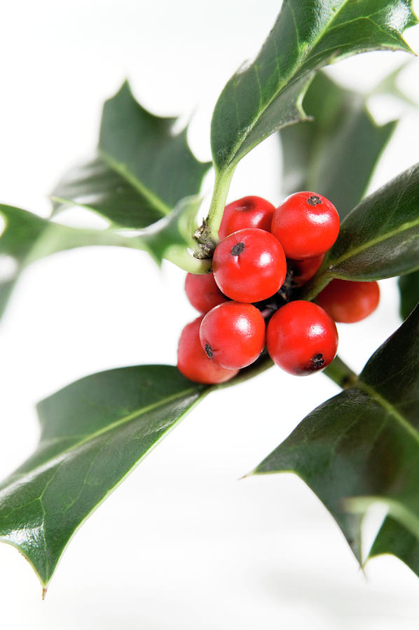 Holly Berries Photograph by Science Photo Library