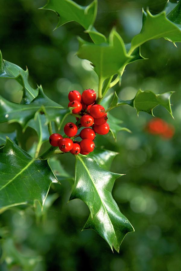 Holly Berries (ilex Aquifolium) Photograph by Rachel Warne/science ...