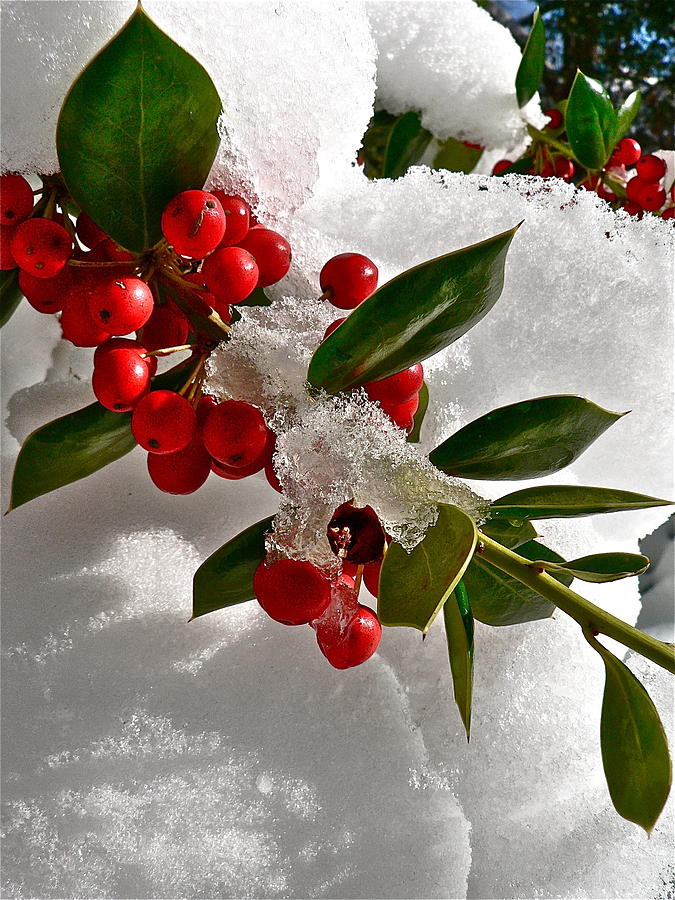Holly Berries Photograph by Jean Wright