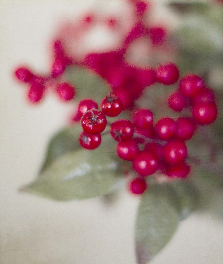Christmas Photograph - Holly Berries by Rebecca Cozart