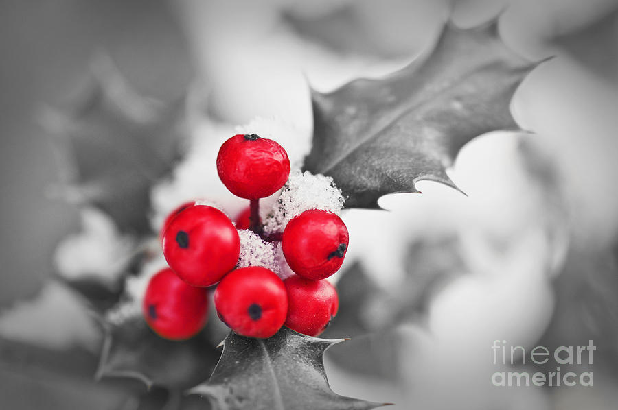 Holly branch and snow Photograph by Delphimages Photo Creations