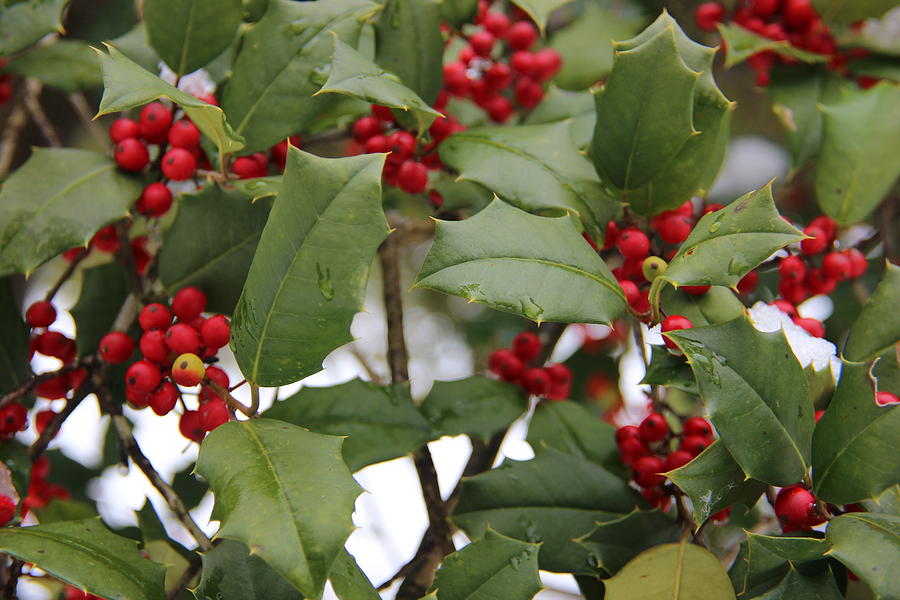 Red Holly 2 Photograph by Jeff Roney - Fine Art America