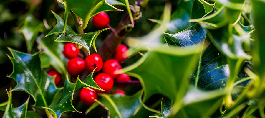 Holly Photograph by Karen Moore - Fine Art America