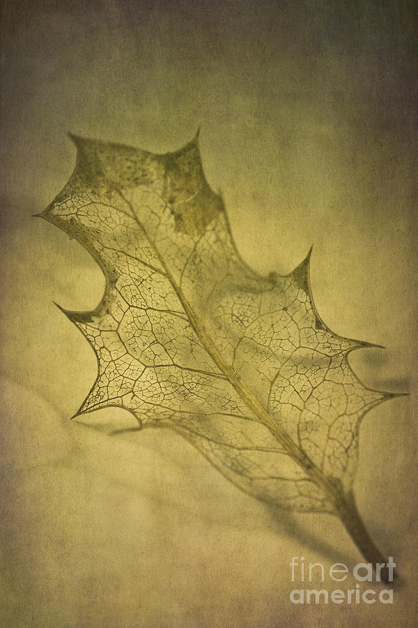 Fall Photograph - Holly Leaf by Jan Bickerton