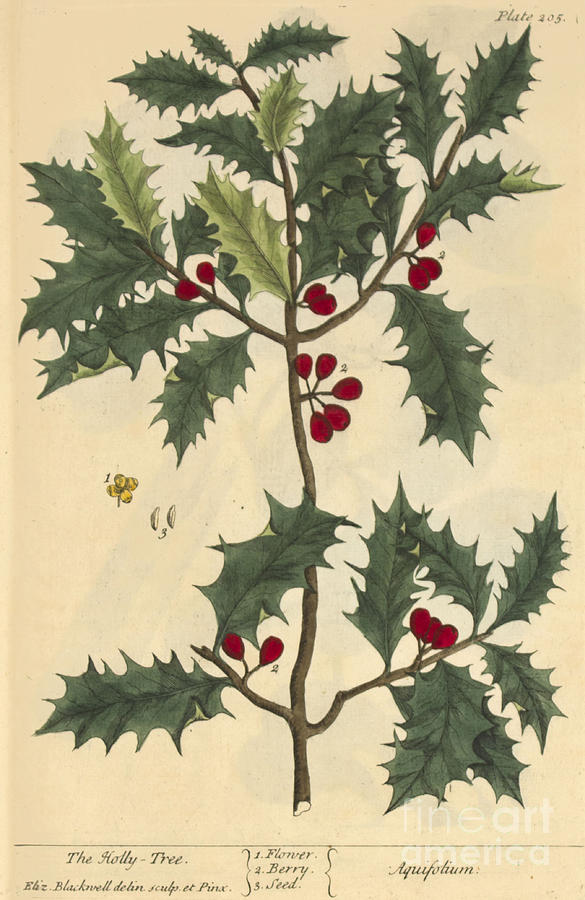 Holly Medicinal Plant 1737 Photograph by NLM Science Source