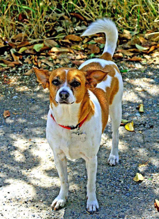 Holly Ready 4 a walk Photograph by Joseph Coulombe