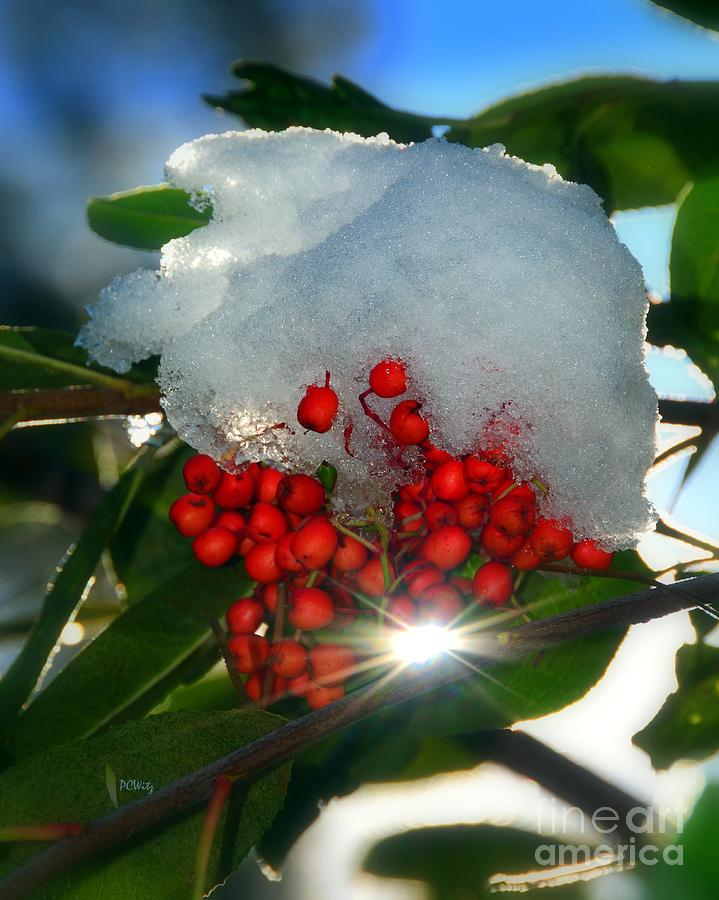 Christmas Photograph - Holly Thaw by Patrick Witz