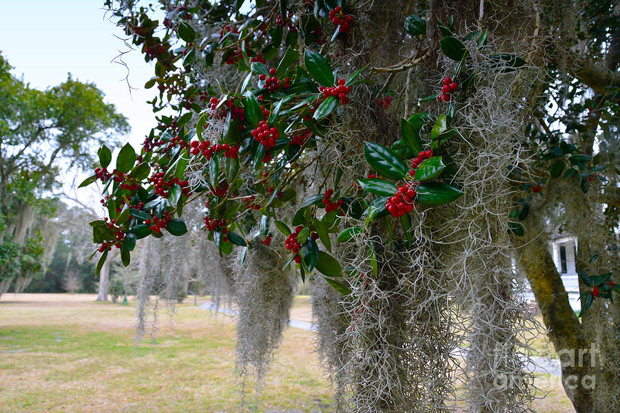 Holly Tree With Spanish Moss Photograph by Catherine Sherman