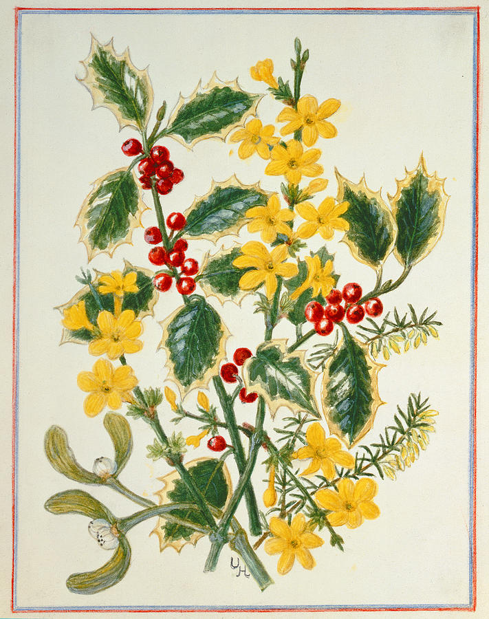 Holly, Winter Jasmine, Heath And Mistletoe Wc On Paper Photograph by ...