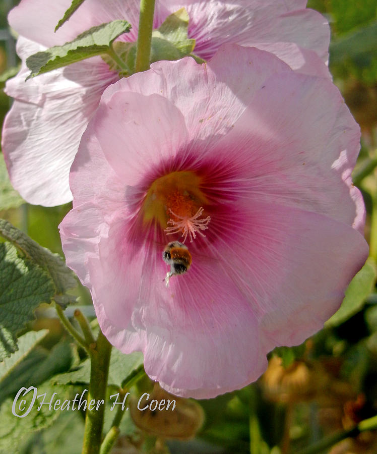 Flower Photograph - Hollyhock and Bee by Heather Coen
