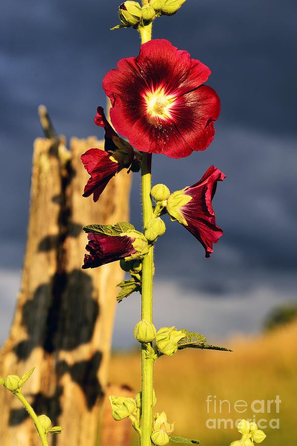 Flower Photograph - Hollyhock and Storm Clouds by Thomas R Fletcher