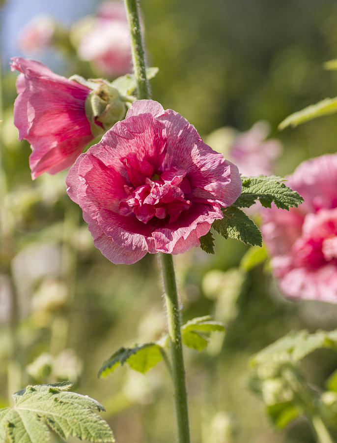Hollyhock Photograph by Diane Fifield