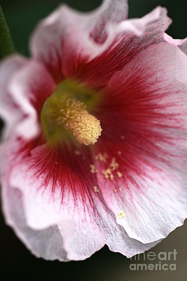 Hollyhock flower Photograph by Joy Watson