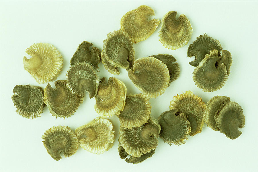 Hollyhock Seeds Photograph by Th Foto-werbung/science Photo Library ...