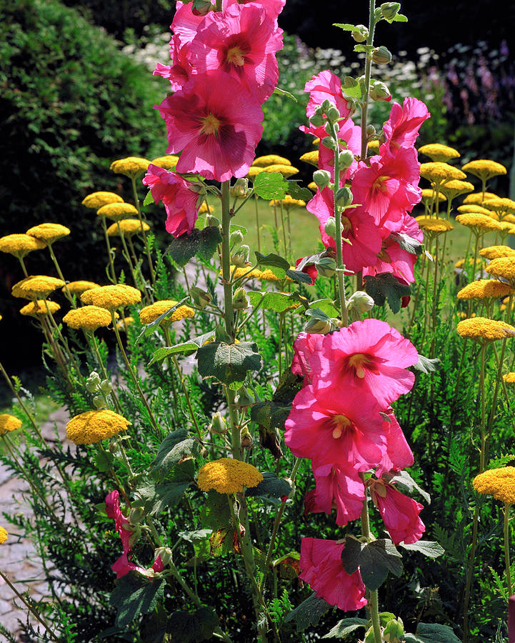 Summer Photograph - Hollyhock by The Picture Store/science Photo Library