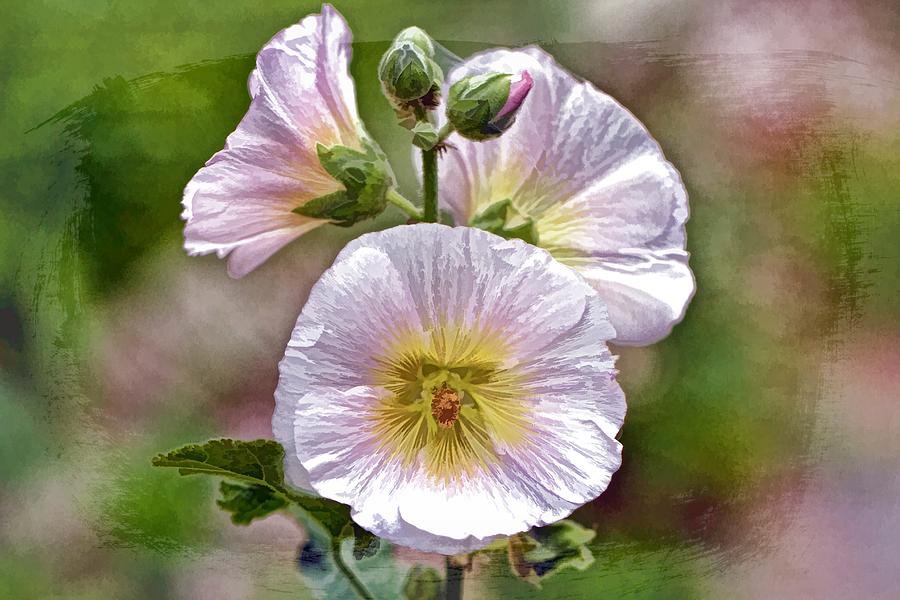 Hollyhock With Webed Buds Photo Art Photograph by Constantine Gregory