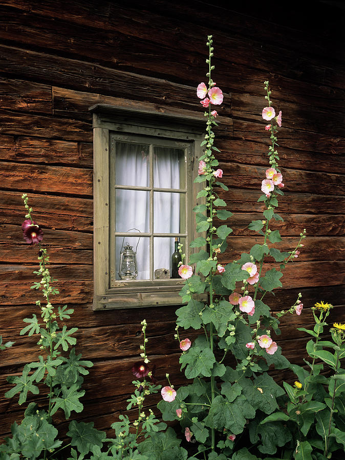 Hollyhocks (alcea Rosea) Photograph by Bjorn Svensson/science Photo Library
