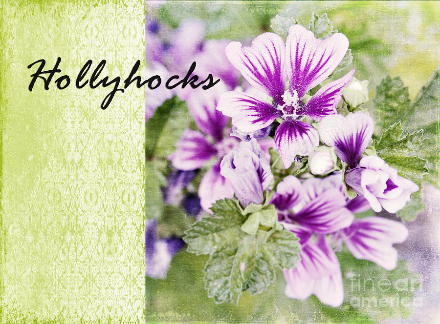 Hollyhocks Photograph by Pam  Holdsworth