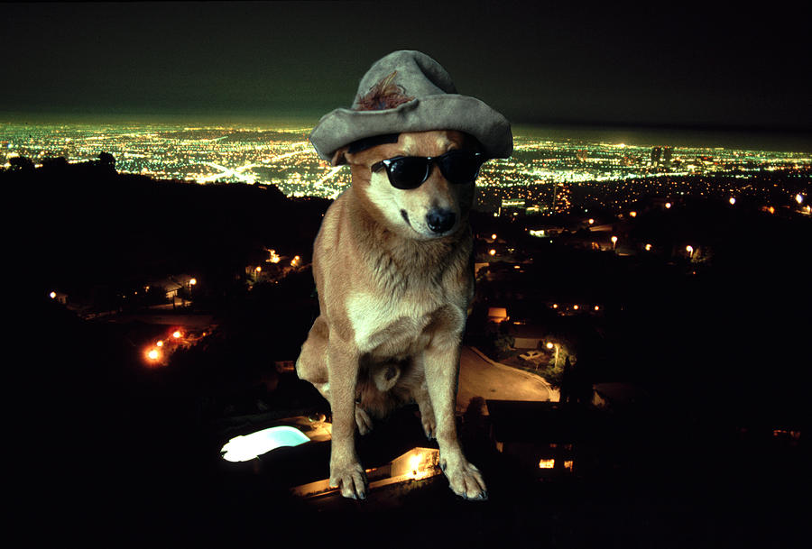 Hollywood Dog Sunglasses at Night Photograph by Tom Wurl