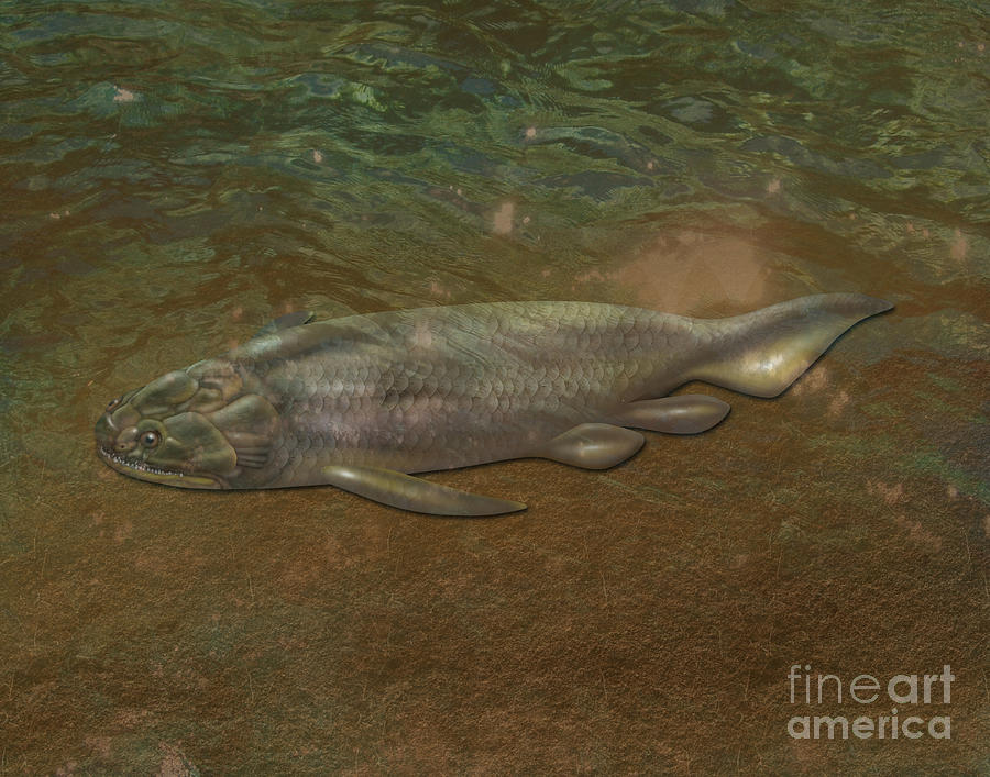 Holoptychius, Extinct Fish Photograph by Gwen Shockey