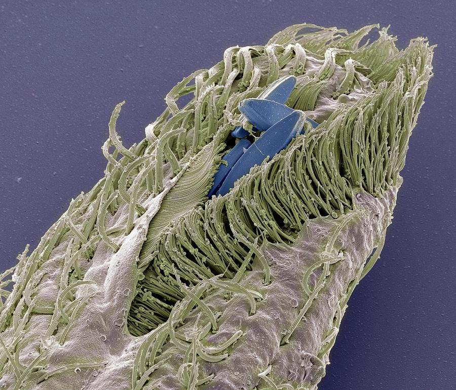Animal Photograph - Holosticha Ciliate Protozoan by Steve Gschmeissner Animal Photograph - Holosticha Ciliate Protozoan by Steve Gschmeissner