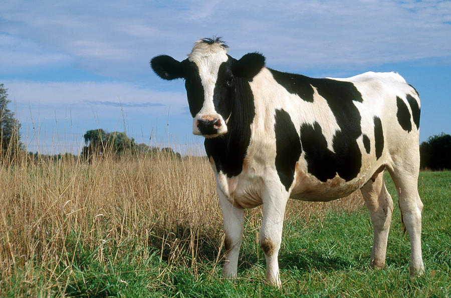 Holstein Photograph by Bonnie Sue Rauch