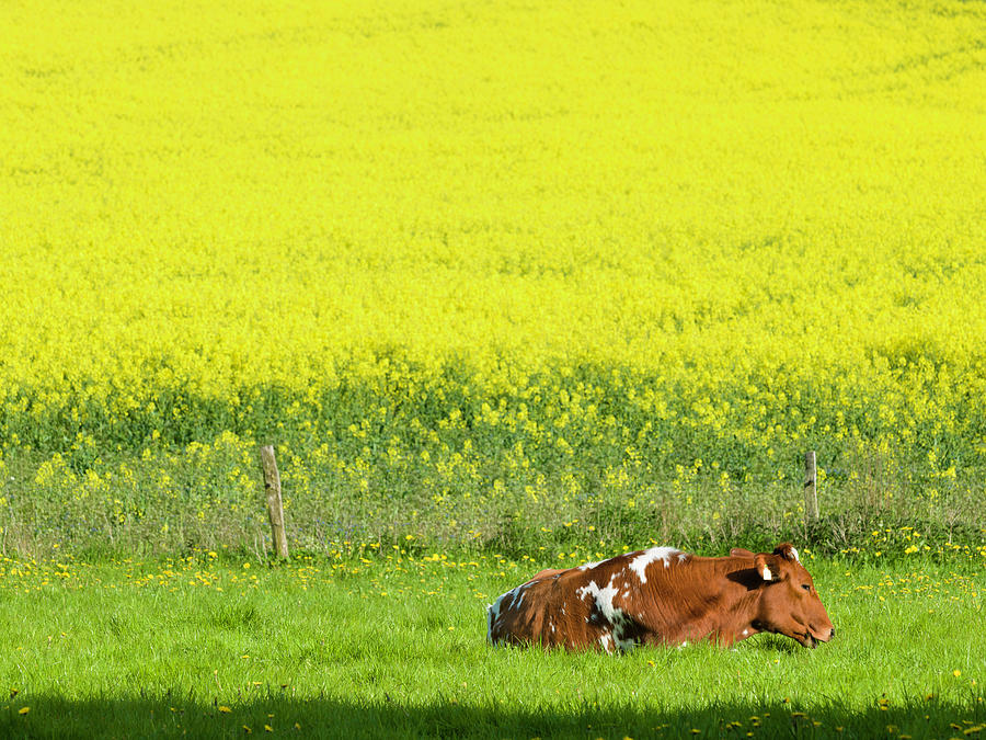 Holstein Cattle And Canola Photograph by Goldhafen