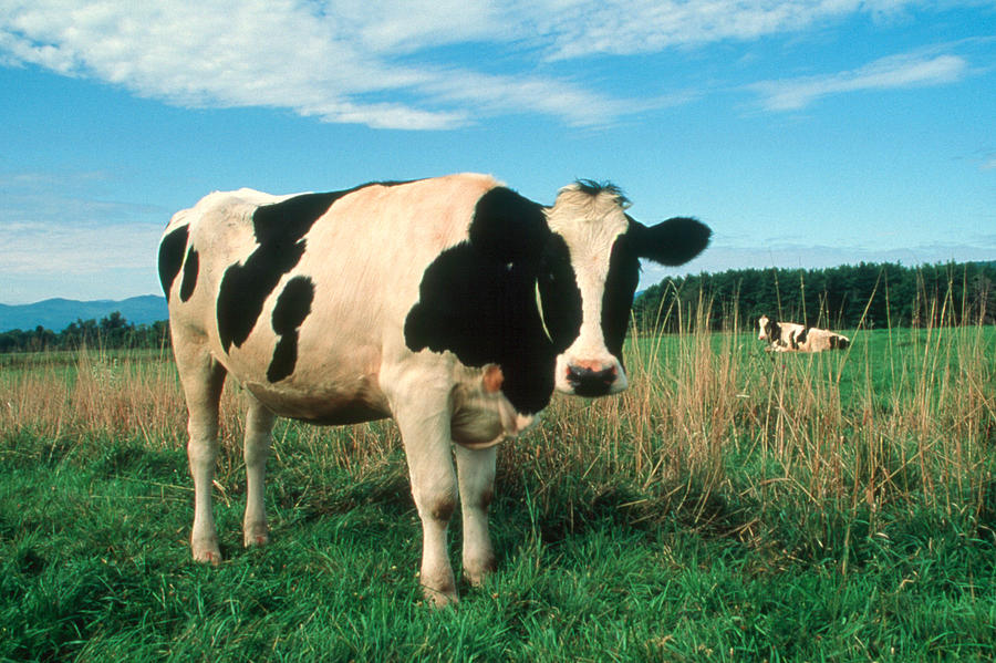 Holstein Cattle Photograph by Bonnie Sue Rauch