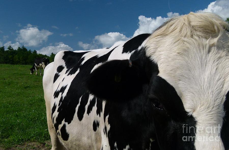 Holstein Cow Photograph - Holstein Cow And Pasture by Christine Stack Holstein Cow Photograph - Holstein Cow And Pasture by Christine Stack