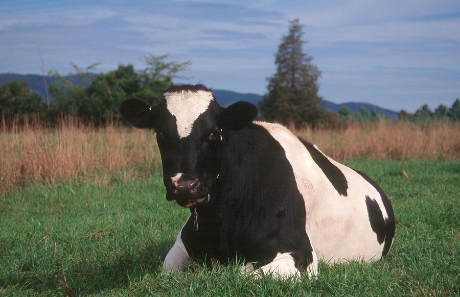 Holstein Cow At Rest Photograph by Bonnie Sue Rauch