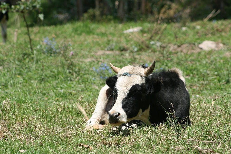 Holstein Cow Lying in a Meadow Photograph by Robert Hamm | Fine Art America