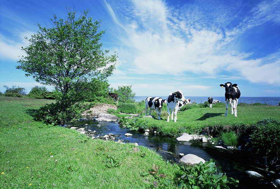 Holstein Cows Photograph by Bjorn Svensson/science Photo Library