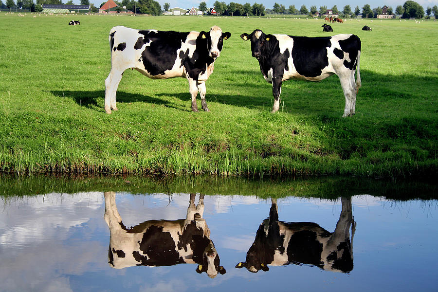 Animal Photograph - Holstein Cows by Chris Martin-bahr/science Photo Library