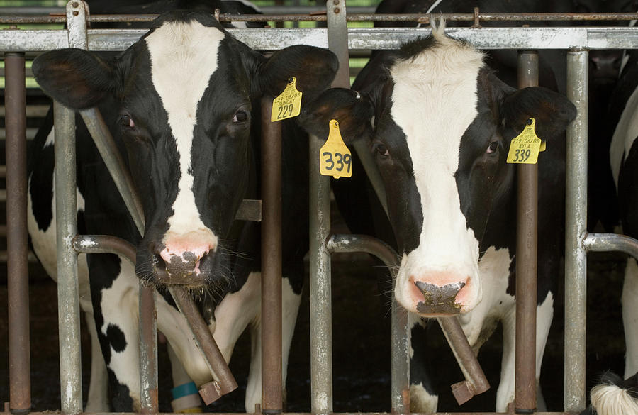 Holstein Cows In Stantions Photograph by Science Stock Photography ...