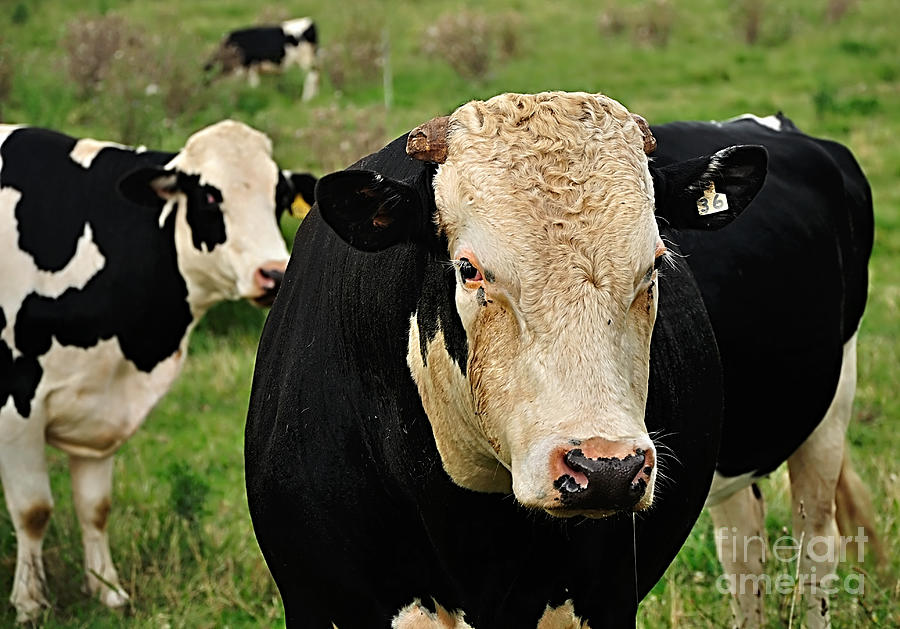 Holstein Friesian Bull Photograph by Kaye Menner