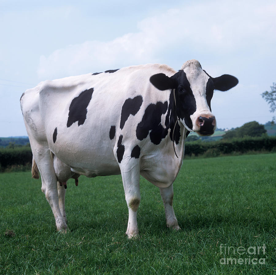 Farm Photograph - Holstein by Nigel Cattlin