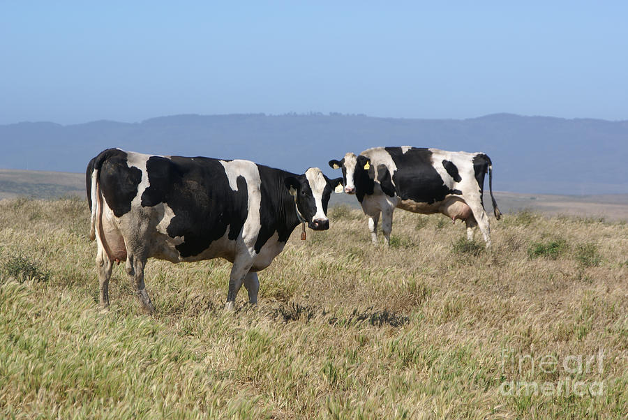 Holsteins Cows  Photograph by Tina Hailey